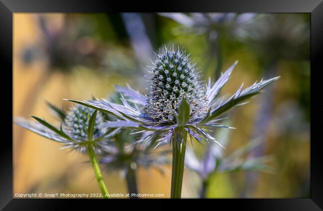 Close up of a Sea Holly plant Framed Print by SnapT Photography