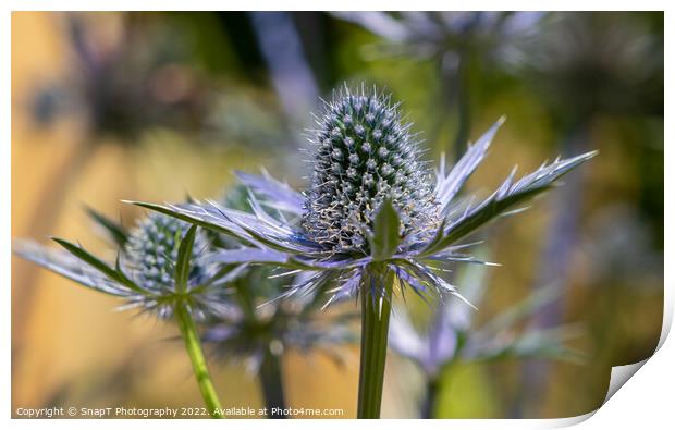 Close up of a Sea Holly plant Print by SnapT Photography