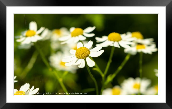 Close up of shasta daisies in a garden the summer sun Framed Mounted Print by SnapT Photography