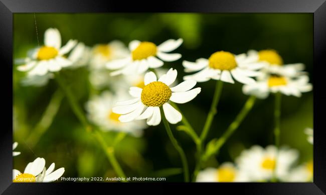 Close up of shasta daisies in a garden the summer sun Framed Print by SnapT Photography
