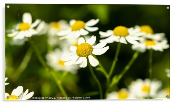 Close up of shasta daisies in a garden the summer sun Acrylic by SnapT Photography