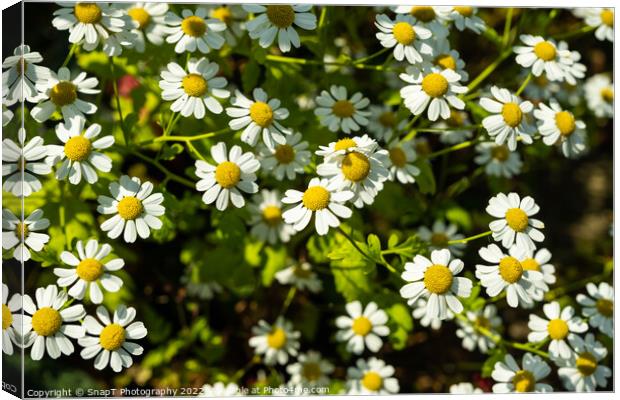 Close up of a clump of shasta daisies in a garden the summer sun Canvas Print by SnapT Photography