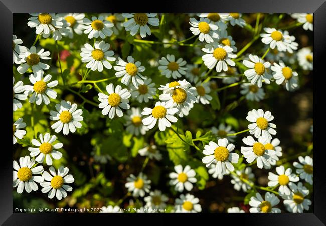 Close up of a clump of shasta daisies in a garden the summer sun Framed Print by SnapT Photography