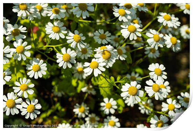 Close up of a clump of shasta daisies in a garden the summer sun Print by SnapT Photography
