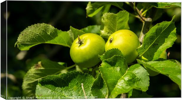 Bright green russet apples growing on a tree in the summer sun Canvas Print by SnapT Photography