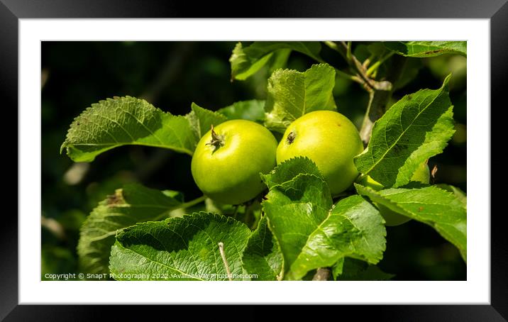 Bright green russet apples growing on a tree in the summer sun Framed Mounted Print by SnapT Photography