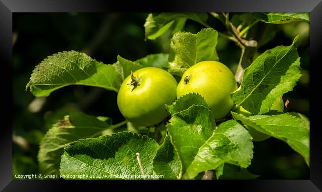Bright green russet apples growing on a tree in the summer sun Framed Print by SnapT Photography
