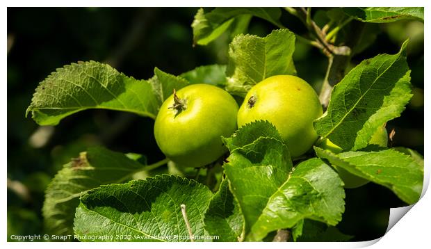 Bright green russet apples growing on a tree in the summer sun Print by SnapT Photography