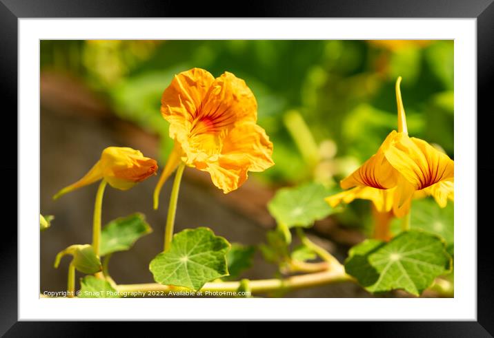Close up of a yellow nasturtium flower in the evening summer sun Framed Mounted Print by SnapT Photography