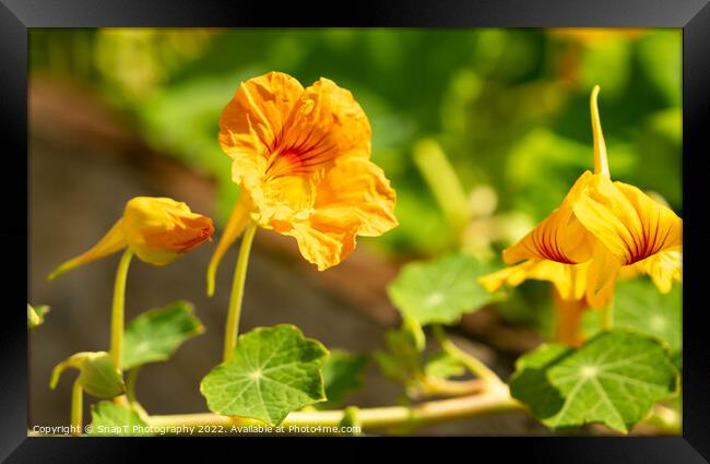 Close up of a yellow nasturtium flower in the evening summer sun Framed Print by SnapT Photography