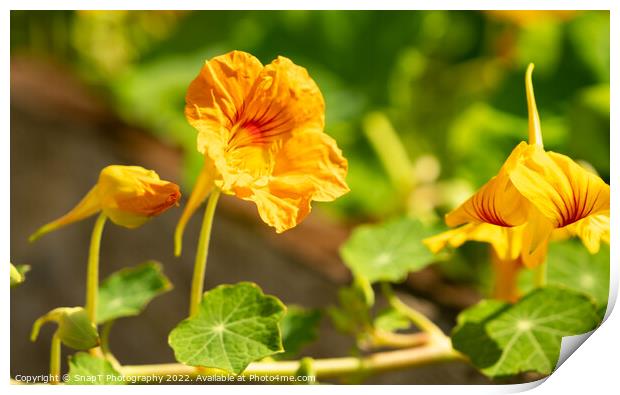 Close up of a yellow nasturtium flower in the evening summer sun Print by SnapT Photography