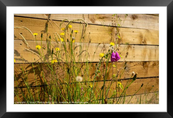 Close up of fox gloves, dandelions and other british wild flowers Framed Mounted Print by SnapT Photography