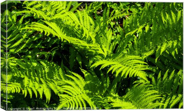 Close up of green garden fern leaves and branches in the summer sun Canvas Print by SnapT Photography