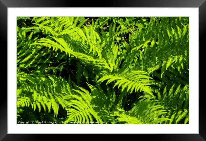 Close up of green garden fern leaves and branches in the summer sun Framed Mounted Print by SnapT Photography