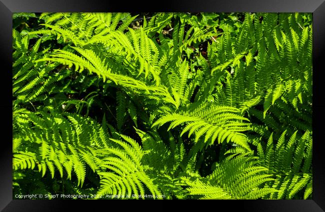 Close up of green garden fern leaves and branches in the summer sun Framed Print by SnapT Photography