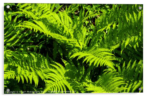 Close up of green garden fern leaves and branches in the summer sun Acrylic by SnapT Photography