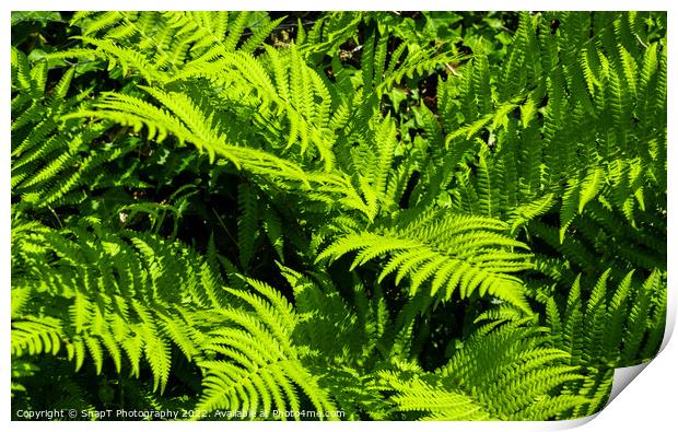 Close up of green garden fern leaves and branches in the summer sun Print by SnapT Photography