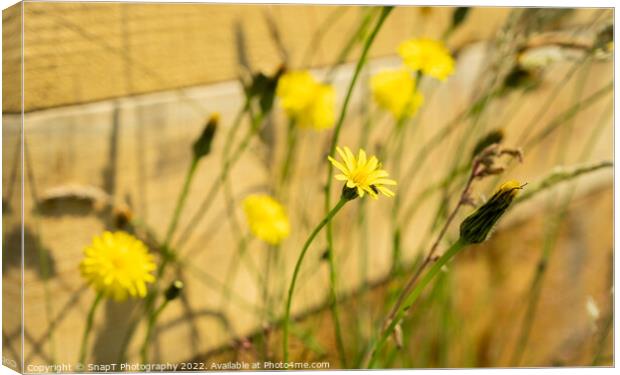 A close up of yellow dandelion and wild flowers in the summer sun Canvas Print by SnapT Photography