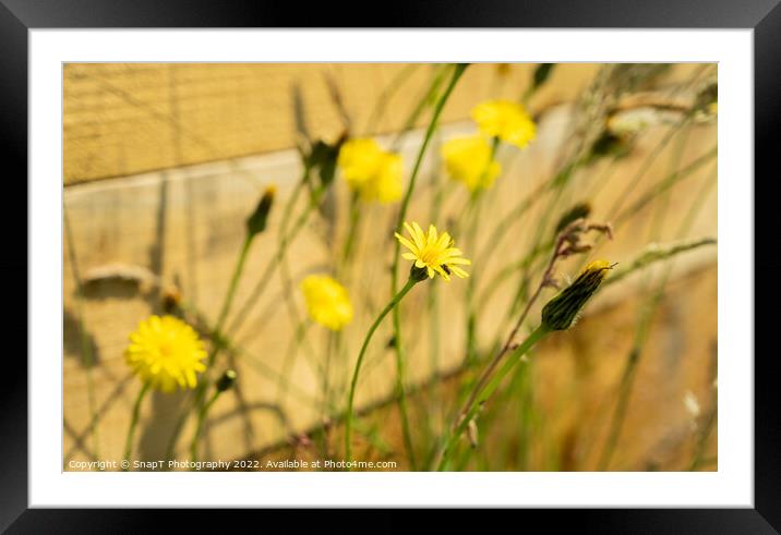 A close up of yellow dandelion and wild flowers in the summer sun Framed Mounted Print by SnapT Photography