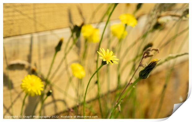 A close up of yellow dandelion and wild flowers in the summer sun Print by SnapT Photography