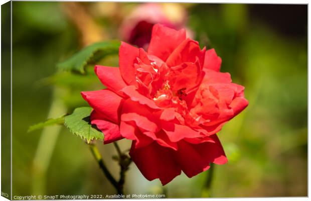 Close up of a red rose growing in the summer sun Canvas Print by SnapT Photography