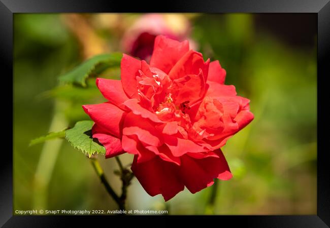 Close up of a red rose growing in the summer sun Framed Print by SnapT Photography