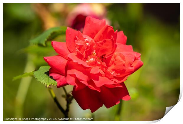 Close up of a red rose growing in the summer sun Print by SnapT Photography
