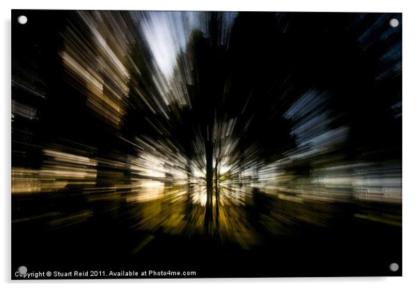 Tree Abstract zoom burst Acrylic by Stuart Reid