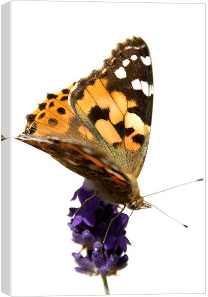 butterfly and lavender Canvas Print by rachael hardie