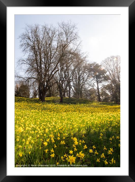 A Sea Of Daffodils In Full Bloom In 'Daffodil Valley' At Waddesd Framed Mounted Print by Peter Greenway