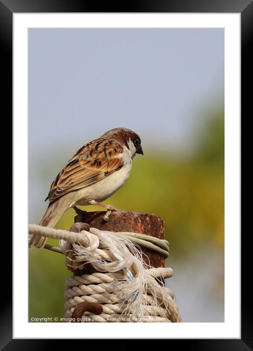sparrow Framed Mounted Print by anurag gupta