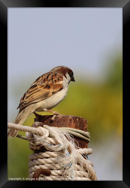 sparrow Framed Print by anurag gupta