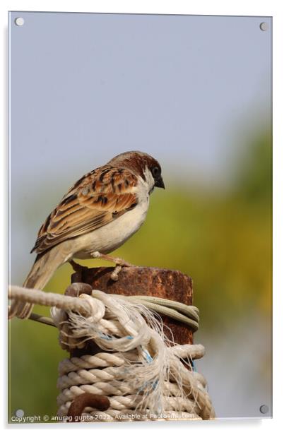 sparrow Acrylic by anurag gupta