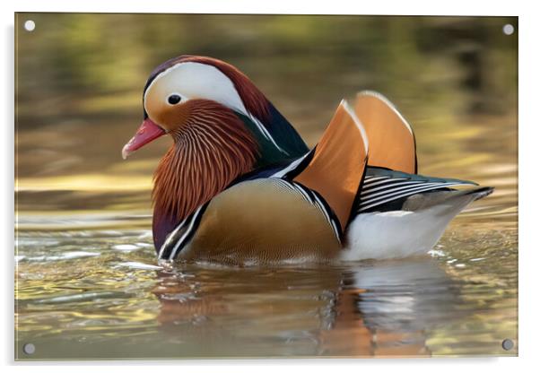 Male Mandarin Duck Acrylic by Jonathan Thirkell