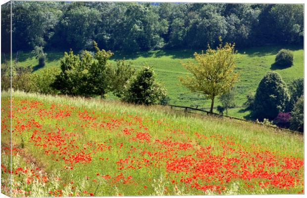 Poppy Field in the Cotswolds Canvas Print by Susan Snow