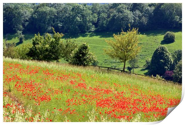 Poppy Field in the Cotswolds Print by Susan Snow
