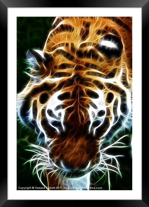 Tiger, tiger, burning bright Framed Mounted Print by Howard Corlett