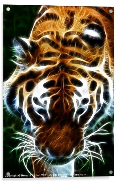 Tiger, tiger, burning bright Acrylic by Howard Corlett