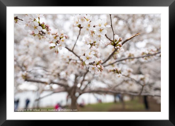 Cherry Blossom Flowers Framed Mounted Print by Eli Wilson