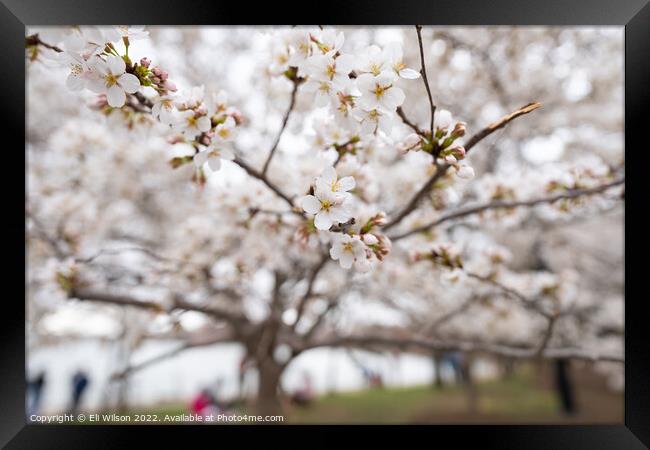 Cherry Blossom Flowers Framed Print by Eli Wilson