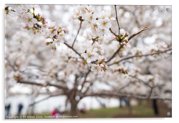 Cherry Blossom Flowers Acrylic by Eli Wilson