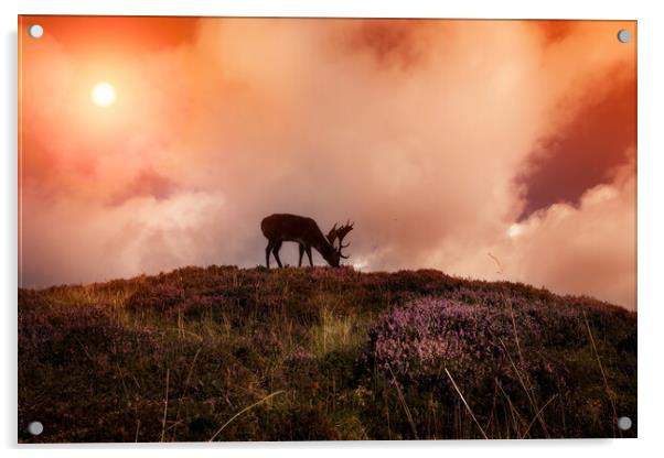 Grazing Deer Acrylic by Bahadir Yeniceri