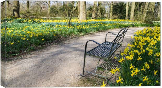 Bench surrounded by daffodils Canvas Print by Jason Wells