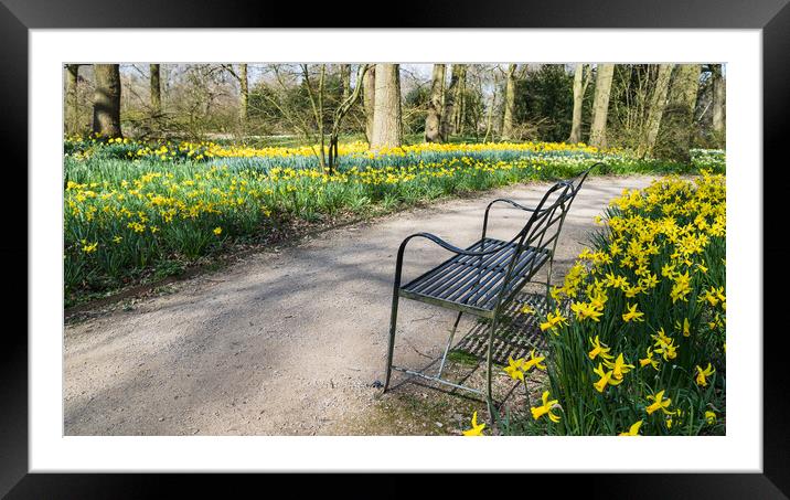 Bench surrounded by daffodils Framed Mounted Print by Jason Wells