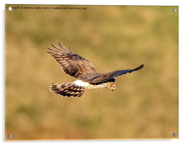 Majestic Hen Harrier Soars Over Wild Moors Acrylic by tammy mellor