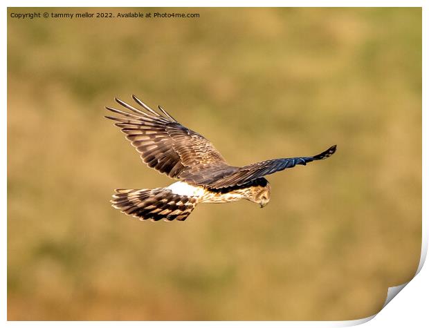Majestic Hen Harrier Soars Over Wild Moors Print by tammy mellor