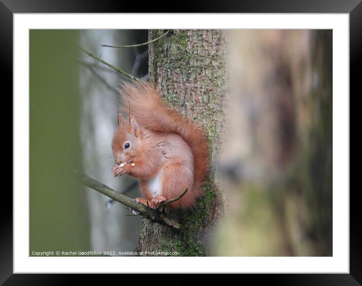 Squirrel in a tree Framed Mounted Print by Rachel Goodfellow