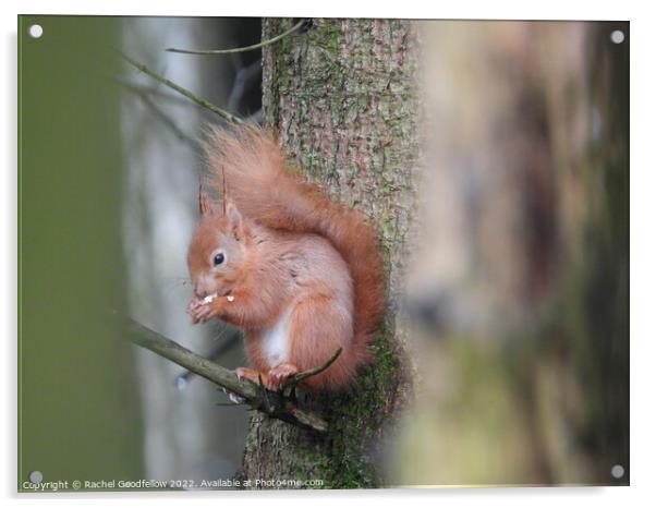 Squirrel in a tree Acrylic by Rachel Goodfellow