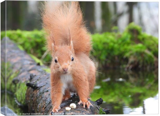 Red Squirrel on a log Canvas Print by Rachel Goodfellow
