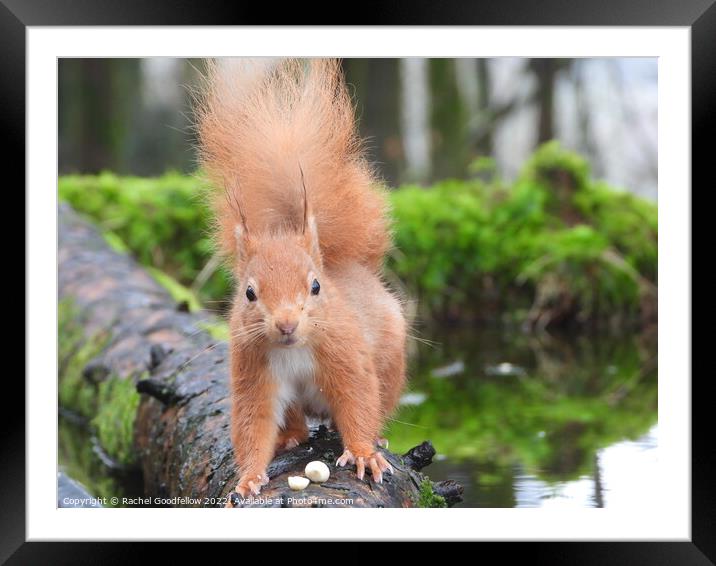 Red Squirrel on a log Framed Mounted Print by Rachel Goodfellow